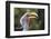 Close-up portrait of an eastern yellow-billed hornbill (Tockus flavirostris), Khwai Concession, Oka-Sergio Pitamitz-Framed Photographic Print