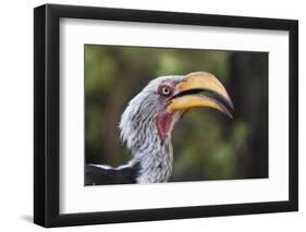 Close-up portrait of an eastern yellow-billed hornbill (Tockus flavirostris), Khwai Concession, Oka-Sergio Pitamitz-Framed Photographic Print