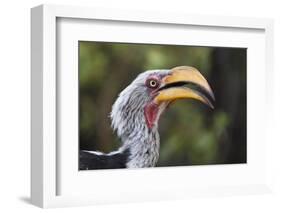 Close-up portrait of an eastern yellow-billed hornbill (Tockus flavirostris), Khwai Concession, Oka-Sergio Pitamitz-Framed Photographic Print