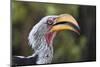 Close-up portrait of an eastern yellow-billed hornbill (Tockus flavirostris), Khwai Concession, Oka-Sergio Pitamitz-Mounted Photographic Print