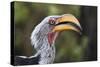 Close-up portrait of an eastern yellow-billed hornbill (Tockus flavirostris), Khwai Concession, Oka-Sergio Pitamitz-Stretched Canvas