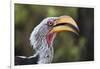 Close-up portrait of an eastern yellow-billed hornbill (Tockus flavirostris), Khwai Concession, Oka-Sergio Pitamitz-Framed Photographic Print