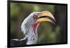 Close-up portrait of an eastern yellow-billed hornbill (Tockus flavirostris), Khwai Concession, Oka-Sergio Pitamitz-Framed Photographic Print