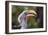 Close-up portrait of an eastern yellow-billed hornbill (Tockus flavirostris), Khwai Concession, Oka-Sergio Pitamitz-Framed Photographic Print