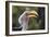 Close-up portrait of an eastern yellow-billed hornbill (Tockus flavirostris), Khwai Concession, Oka-Sergio Pitamitz-Framed Photographic Print