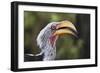 Close-up portrait of an eastern yellow-billed hornbill (Tockus flavirostris), Khwai Concession, Oka-Sergio Pitamitz-Framed Photographic Print