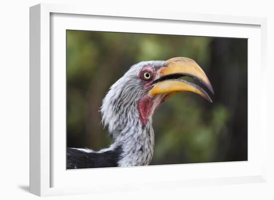 Close-up portrait of an eastern yellow-billed hornbill (Tockus flavirostris), Khwai Concession, Oka-Sergio Pitamitz-Framed Photographic Print