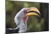 Close-up portrait of an eastern yellow-billed hornbill (Tockus flavirostris), Khwai Concession, Oka-Sergio Pitamitz-Mounted Photographic Print