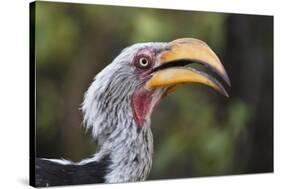 Close-up portrait of an eastern yellow-billed hornbill (Tockus flavirostris), Khwai Concession, Oka-Sergio Pitamitz-Stretched Canvas