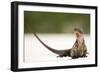 Close-Up Portrait of an Iguana on the Beach Near Staniel Cay, Exuma, Bahamas-James White-Framed Photographic Print