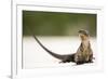 Close-Up Portrait of an Iguana on the Beach Near Staniel Cay, Exuma, Bahamas-James White-Framed Photographic Print