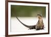 Close-Up Portrait of an Iguana on the Beach Near Staniel Cay, Exuma, Bahamas-James White-Framed Photographic Print