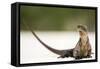 Close-Up Portrait of an Iguana on the Beach Near Staniel Cay, Exuma, Bahamas-James White-Framed Stretched Canvas