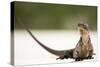 Close-Up Portrait of an Iguana on the Beach Near Staniel Cay, Exuma, Bahamas-James White-Stretched Canvas