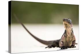 Close-Up Portrait of an Iguana on the Beach Near Staniel Cay, Exuma, Bahamas-James White-Stretched Canvas