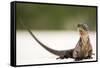 Close-Up Portrait of an Iguana on the Beach Near Staniel Cay, Exuma, Bahamas-James White-Framed Stretched Canvas