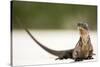 Close-Up Portrait of an Iguana on the Beach Near Staniel Cay, Exuma, Bahamas-James White-Stretched Canvas