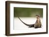 Close-Up Portrait of an Iguana on the Beach Near Staniel Cay, Exuma, Bahamas-James White-Framed Photographic Print