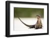 Close-Up Portrait of an Iguana on the Beach Near Staniel Cay, Exuma, Bahamas-James White-Framed Photographic Print