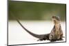 Close-Up Portrait of an Iguana on the Beach Near Staniel Cay, Exuma, Bahamas-James White-Mounted Photographic Print