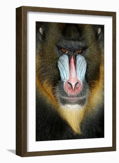 Close up Portrait of Baboon Monkey-Reinhold Leitner-Framed Photographic Print