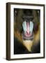 Close up Portrait of Baboon Monkey-Reinhold Leitner-Framed Photographic Print