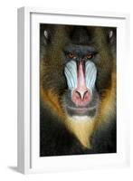 Close up Portrait of Baboon Monkey-Reinhold Leitner-Framed Photographic Print