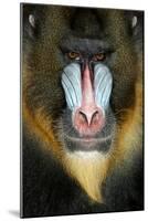 Close up Portrait of Baboon Monkey-Reinhold Leitner-Mounted Photographic Print