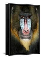 Close up Portrait of Baboon Monkey-Reinhold Leitner-Framed Stretched Canvas