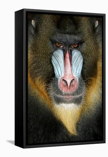 Close up Portrait of Baboon Monkey-Reinhold Leitner-Framed Stretched Canvas