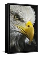 Close-up portrait of Bald eagle, Kentucky-Adam Jones-Framed Stretched Canvas