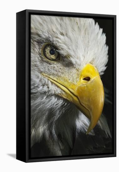 Close-up portrait of Bald eagle, Kentucky-Adam Jones-Framed Stretched Canvas