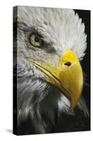 Close-up portrait of Bald eagle, Kentucky-Adam Jones-Stretched Canvas