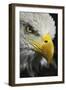 Close-up portrait of Bald eagle, Kentucky-Adam Jones-Framed Photographic Print