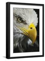 Close-up portrait of Bald eagle, Kentucky-Adam Jones-Framed Photographic Print