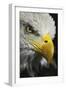 Close-up portrait of Bald eagle, Kentucky-Adam Jones-Framed Photographic Print