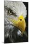 Close-up portrait of Bald eagle, Kentucky-Adam Jones-Mounted Photographic Print