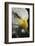 Close-up portrait of Bald eagle, Kentucky-Adam Jones-Framed Photographic Print