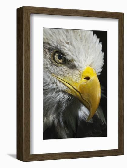 Close-up portrait of Bald eagle, Kentucky-Adam Jones-Framed Photographic Print