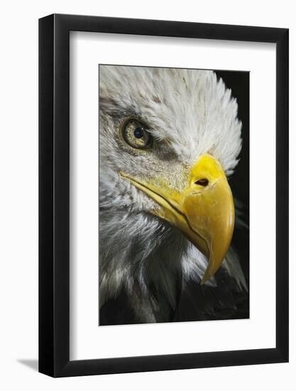 Close-up portrait of Bald eagle, Kentucky-Adam Jones-Framed Photographic Print