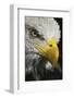 Close-up portrait of Bald eagle, Kentucky-Adam Jones-Framed Photographic Print