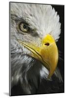 Close-up portrait of Bald eagle, Kentucky-Adam Jones-Mounted Photographic Print