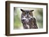 Close Up Portrait of Great Horned Owl Looking at You-Sheila Haddad-Framed Photographic Print