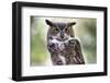 Close Up Portrait of Great Horned Owl Looking at You-Sheila Haddad-Framed Photographic Print