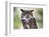 Close Up Portrait of Great Horned Owl Looking at You-Sheila Haddad-Framed Photographic Print