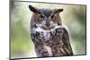 Close Up Portrait of Great Horned Owl Looking at You-Sheila Haddad-Mounted Photographic Print