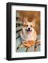 Close up Portrait of Happy Welsh Corgi Pembroke Breed Dog Lying on Bench with Fallen Leaves at Autu-Irina Nedikova-Framed Photographic Print