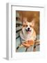 Close up Portrait of Happy Welsh Corgi Pembroke Breed Dog Lying on Bench with Fallen Leaves at Autu-Irina Nedikova-Framed Photographic Print