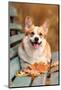 Close up Portrait of Happy Welsh Corgi Pembroke Breed Dog Lying on Bench with Fallen Leaves at Autu-Irina Nedikova-Mounted Photographic Print