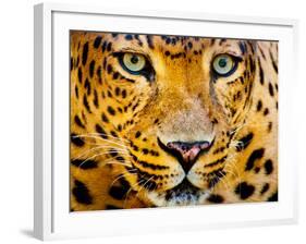 Close up Portrait of Leopard with Intense Eyes-Rob Hainer-Framed Photographic Print